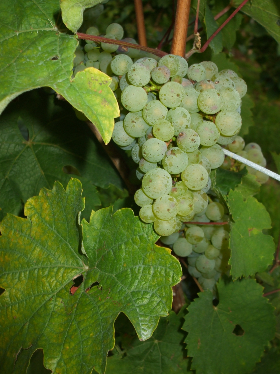 Riesling